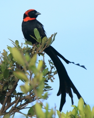 Wikłacz półobrożny - Euplectes ardens - Red-collared Widowbird