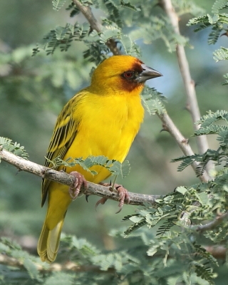 Wikłacz rdzawolicy - Ploceus galbula - Rüppell's Weaver