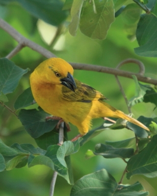 Wikłacz złotawy - Ploceus xanthops - Holub's Weaver