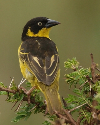 Wikłacz złotoczelny - Ploceus baglafecht - Baglafecht Weaver