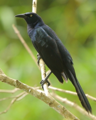 Wilgowron meksykański - Quiscalus mexicanus - Great-tailed Grackle