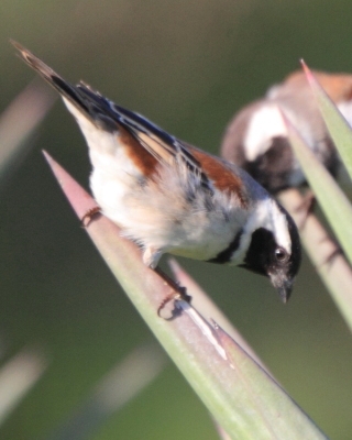 Wróbel czarnogłowy - Passer melanurus - Cape Sparrow