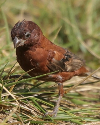 Wróbel kasztanowaty - Passer eminibey - Chestnut Sparrow