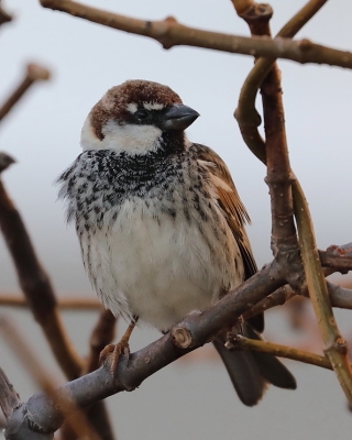 Wróbel śródziemnomorski - Passer hispaniolensis - Spanish Sparrow