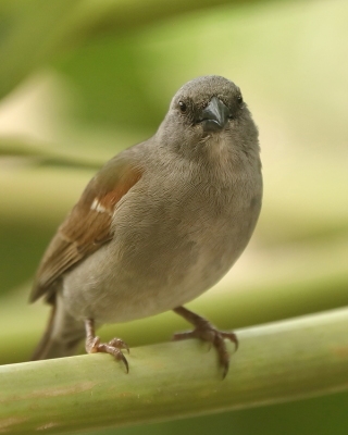 Wróbel szary - Passer swainsonii - Swainson's Sparrow