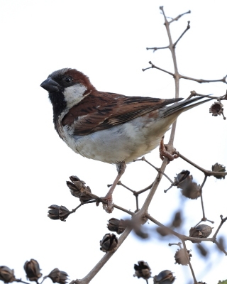 Wróbel - Passer domesticus - House Sparrow