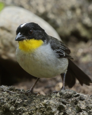 Zaroślak białołbisty - Atlapetes albinucha - White-naped Brush Finch