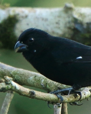 Ziarnojadek kruczy - Sporophila corvina - Variable Seedeater