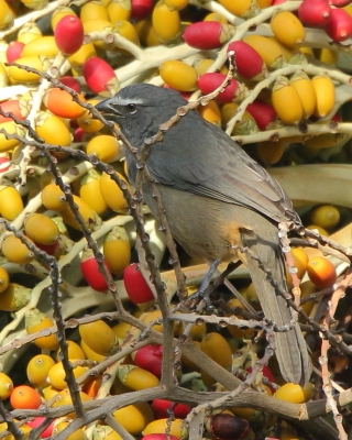 Ziarnołusk szary - Saltator coerulescens - Grayish Saltator