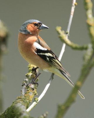 Zięba - Fringilla coelebs - Common Chaffinch