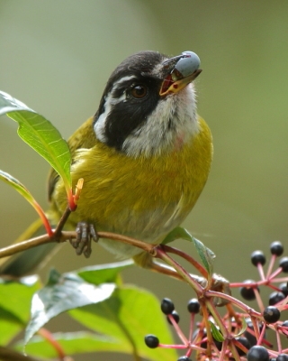 Zieleniec białobrewy - Chlorospingus pileatus - Sooty-capped Bush-Tanager