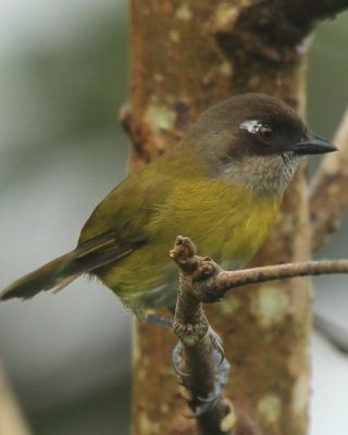 Zieleniec żółtopierśny - Chlorospingus flavopectus- Common Bush Tanager