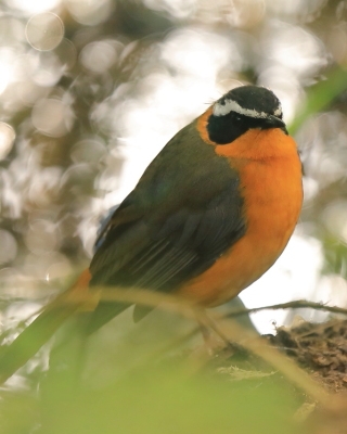 Złotokos rdzawobrzuchy - Cossypha semirufa - Rüppell's Robin Chat
