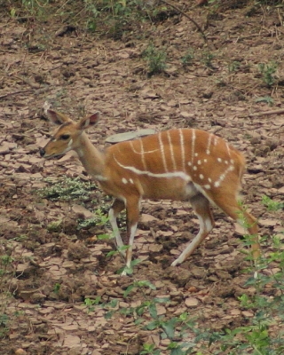 Buszbok subsaharyjski - Tragelaphus scriptus - Bushbuck