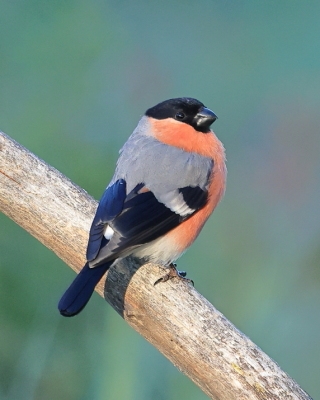 Gil - Pyrrhula pyrrhula - Eurasian Bullfinch
