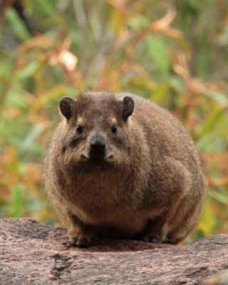 Góralek skalny - Procavia capensis - Rock hyrax