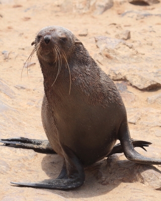 Kotik karłowaty - Arctocephalus pusillus - South African fur seal
