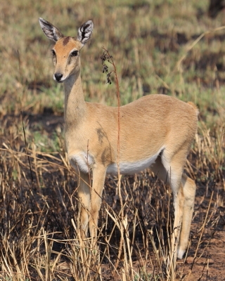 Oribi smukłonogi - Qurebia ourebi - Oribi