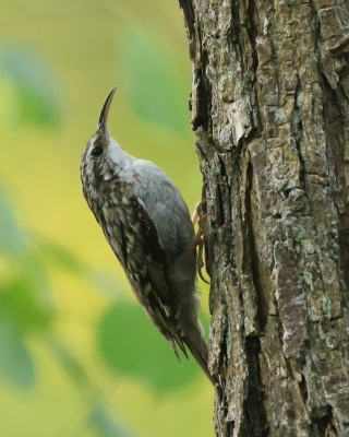 Pełzacz ogrodowy - Certhia brachydactyla - Short-toed Treecreeper