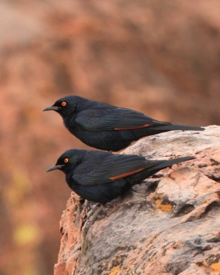Czarnotek białoskrzydły - Onychognathus nabouroup - Pale-winged Starling