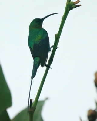Nektarnik malachitowy - Nectarinia famosa - Malachite Sunbird