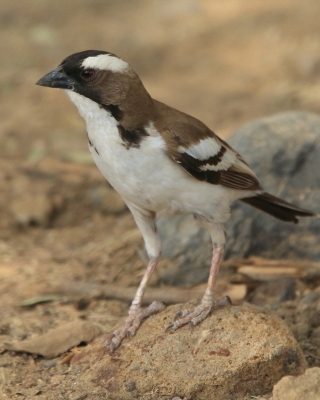 Dziergacz białobrewy - Plocepasser mahali - White-browed Sparrow-Weaver