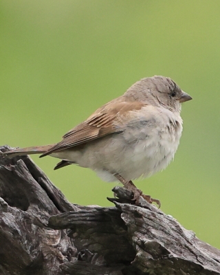 Wróbel blady - Passer diffusus - Southern Grey-headed Sparrow