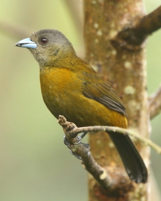 Tapiranga szkarłatno-czarna - Ramphocelus passerinii - Passerini's Tanager