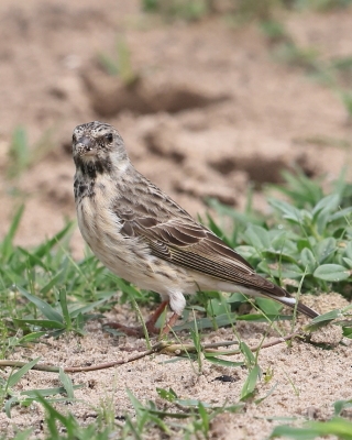 Afrokulczyk żółtorzytny - Crithagra atrogularis - Black-throated canary