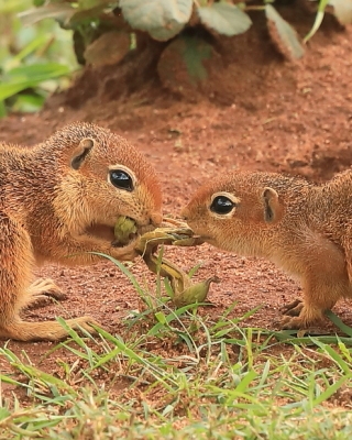 Afrowiewiorka gładka - Xerus rutilus - Unstriped ground squirrel