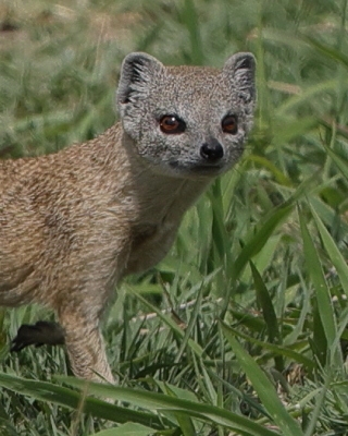 Mangustolisek afrykański - Cynictis penicillata - Yellow Mongoose