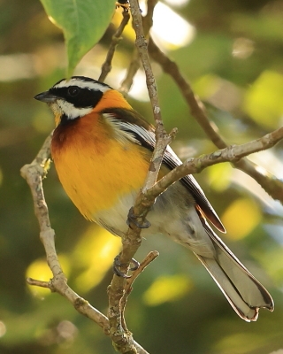 Antyla dominikańska - Spindalis dominicensis - Hispaniolan Spindalis