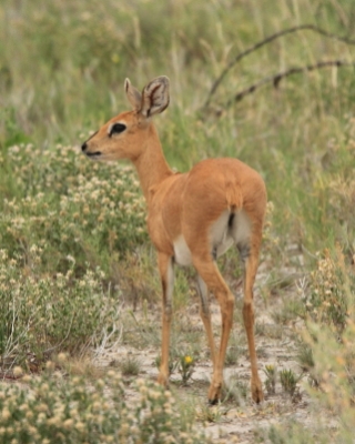 Antylopik zwyczajny - Raphicerus campestris - Steenbok