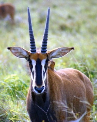 Antylopowiec szablorogi - Hippotragus niger - Sable antelope