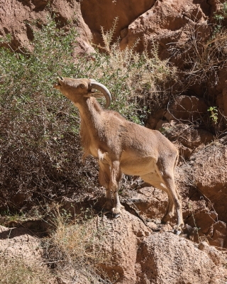 Arui grzywiasta - Ammotragus lervia - Barbary sheep