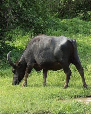 Bawół indyjski - Bubalus arnee - Wild water buffalo 