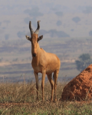 Bawolec krowi - Alcelaphus buselaphus - Hartebeest
