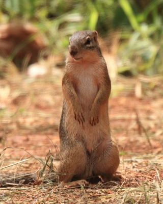 Berberyjka marokańska - Atlantoxerus getulus - Barbar ground squirrel