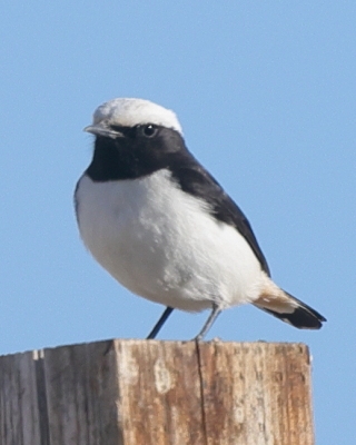 Białorzytka srokata - Oenanthe lugens - Mourning Wheatear