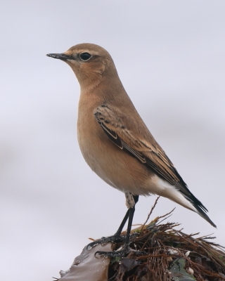 Białorzytka - Oenanthe oenanthe - Northern Wheatear