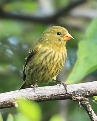 Czyż antylski - Spinus dominicensis - Antillean Siskin