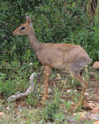 Dikdik sawannowy - Madoqua kirkii - Kirk's dikdik 