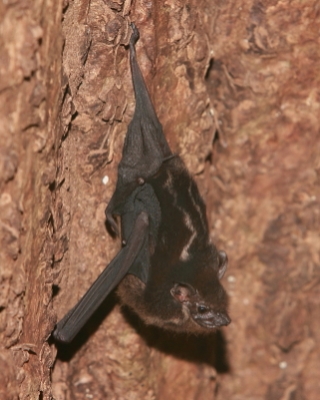 Długonosek amerykański - Rhynchonycterus naso - Proboscis bat