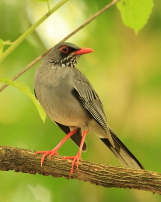Drozd karaibski - Turdus plumbeus - Red-legged Thrush