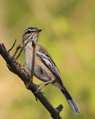 Drozdówka białosterna - Cercotrichas quadrivirgata - Bearded Scrub-Robin