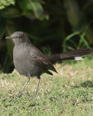 Drozdówka czarna - Cercotrichas podobe - Black scrub-robin