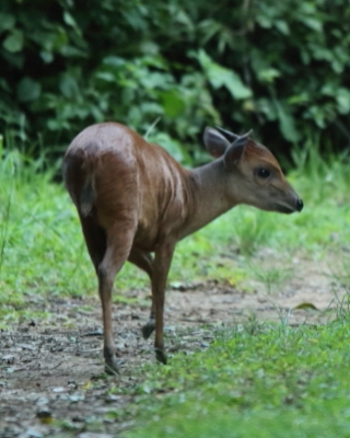 Dujkerczyk modry - Philantomba monticola - Blue duiker