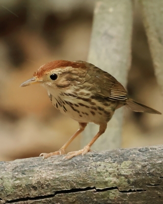 Dżunglak rudogłowy - Puff-throated Babbler - Pellorneum ruficeps