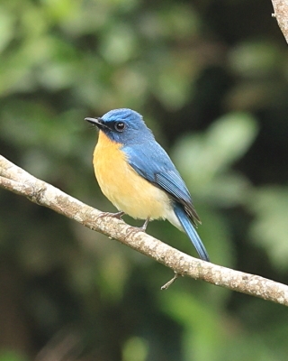 Dżunglówka trójbarwna - Cyornis tickelliae - Tickell's Blue-Flycatcher
