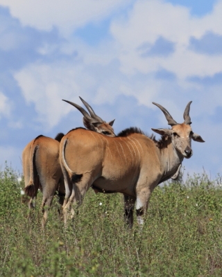Eland - Taurotragus oryx - Eland